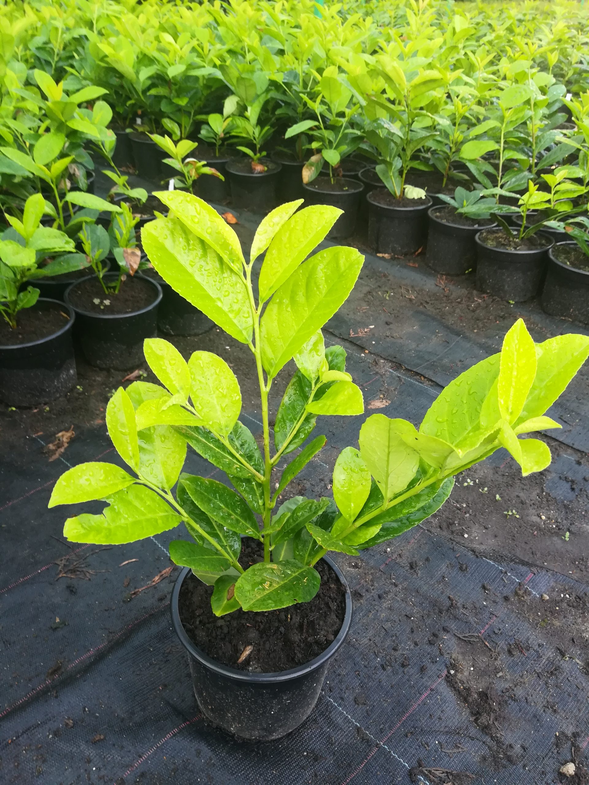 Лавровишна Ротундифолиа Prunus laur. Rotundifolia 50см