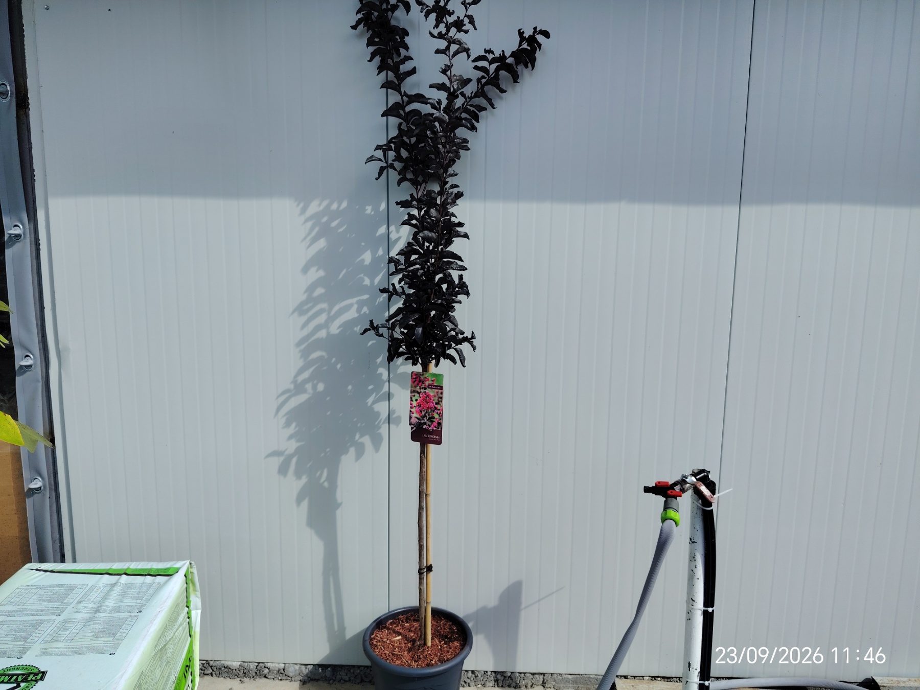 Lagerstroemia indica