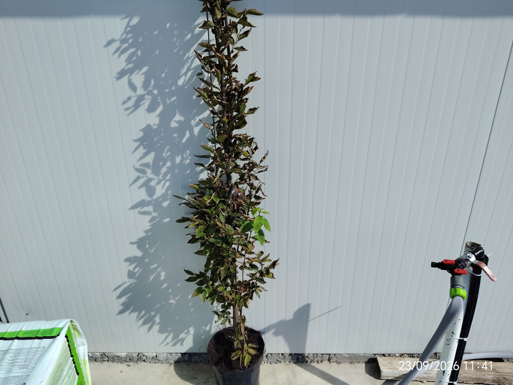 carpinus betulus fastigiata