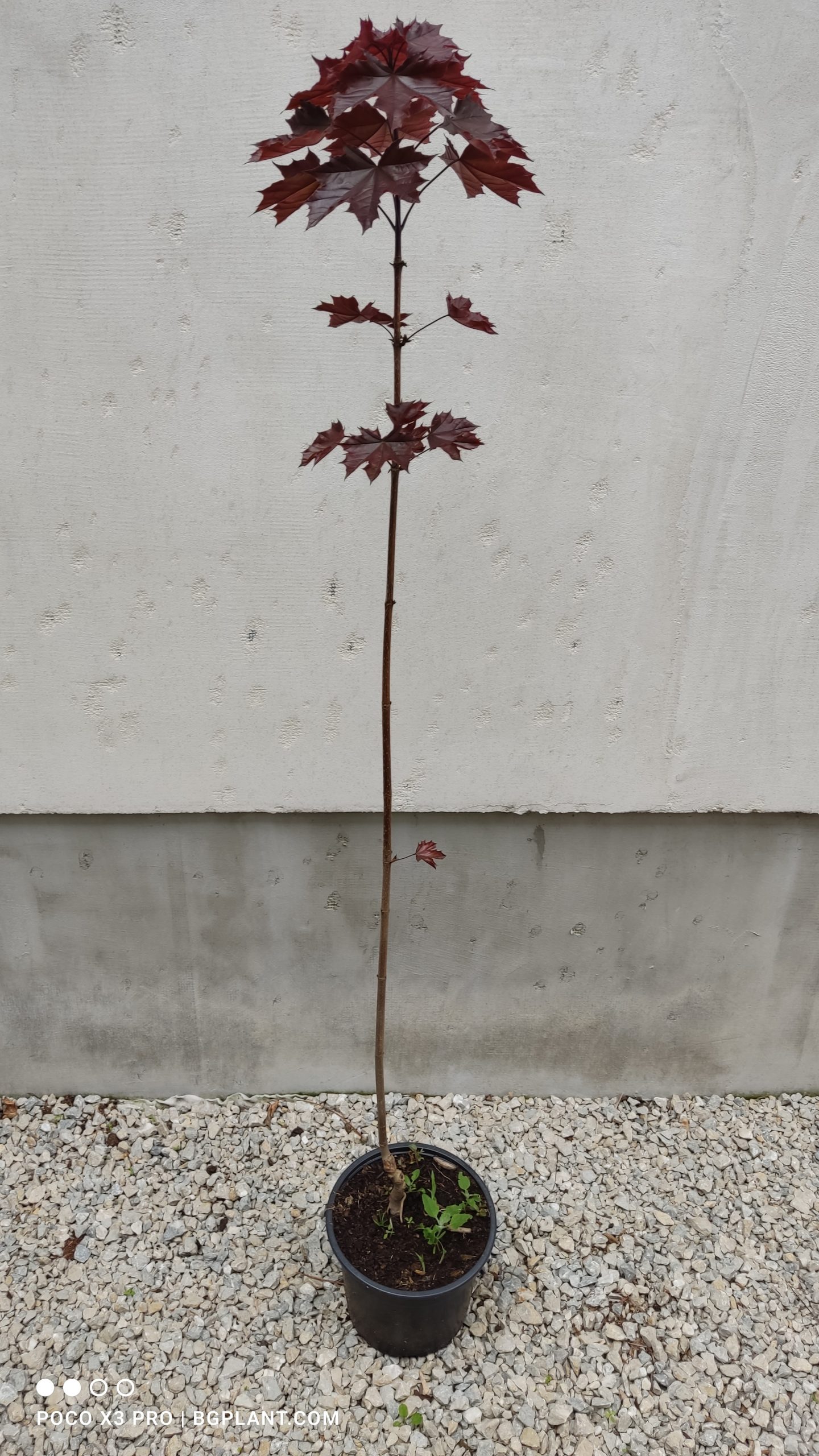 acer paltanoides royal red