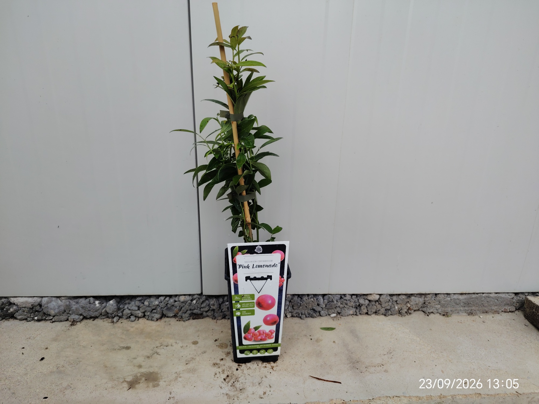 vaccinium pink lemonade