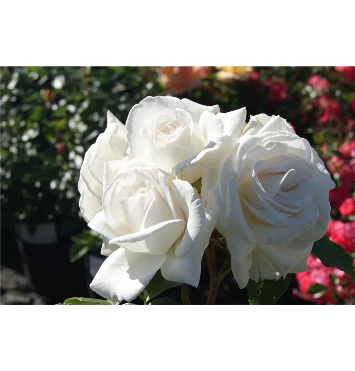 бяла роза