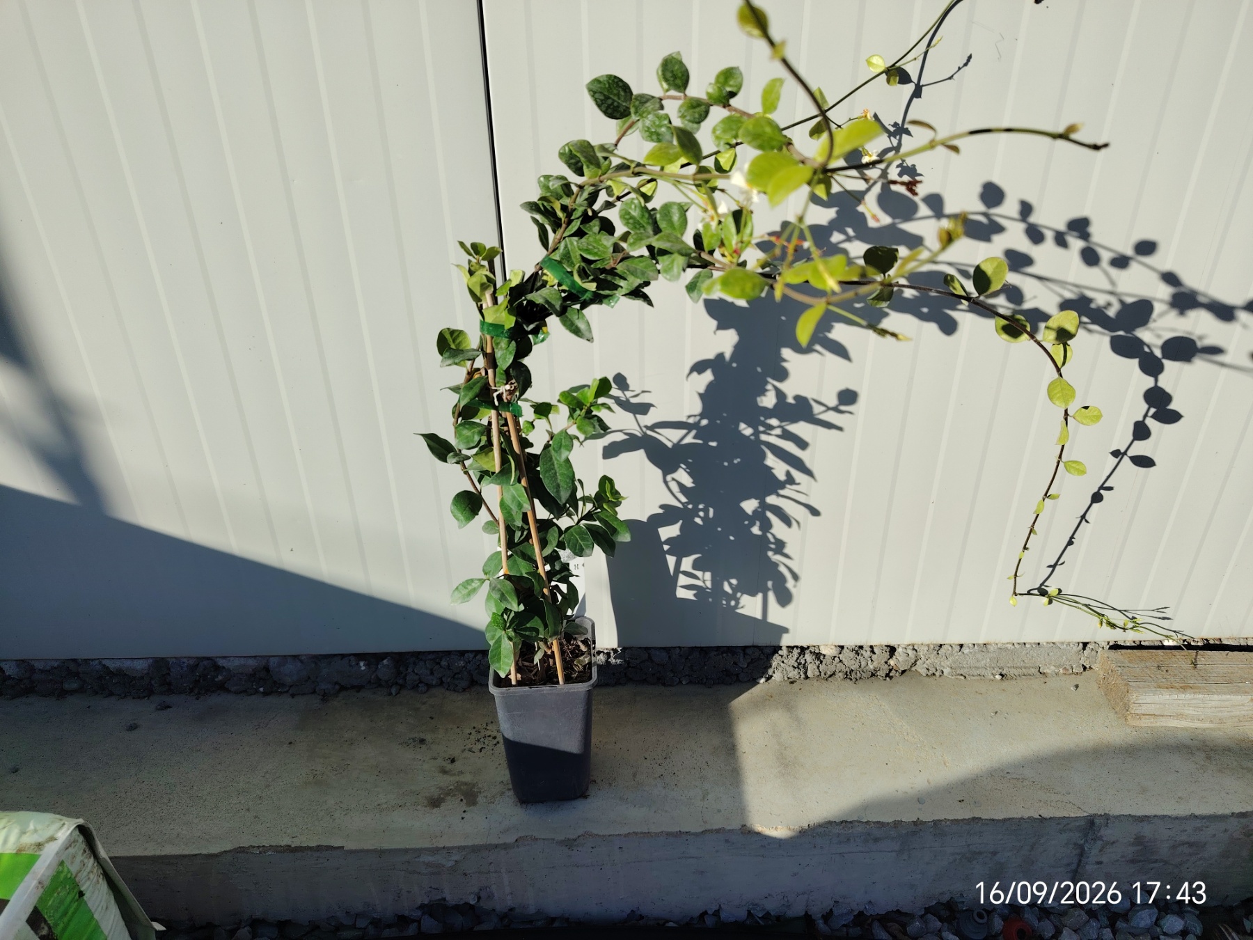 jasmin