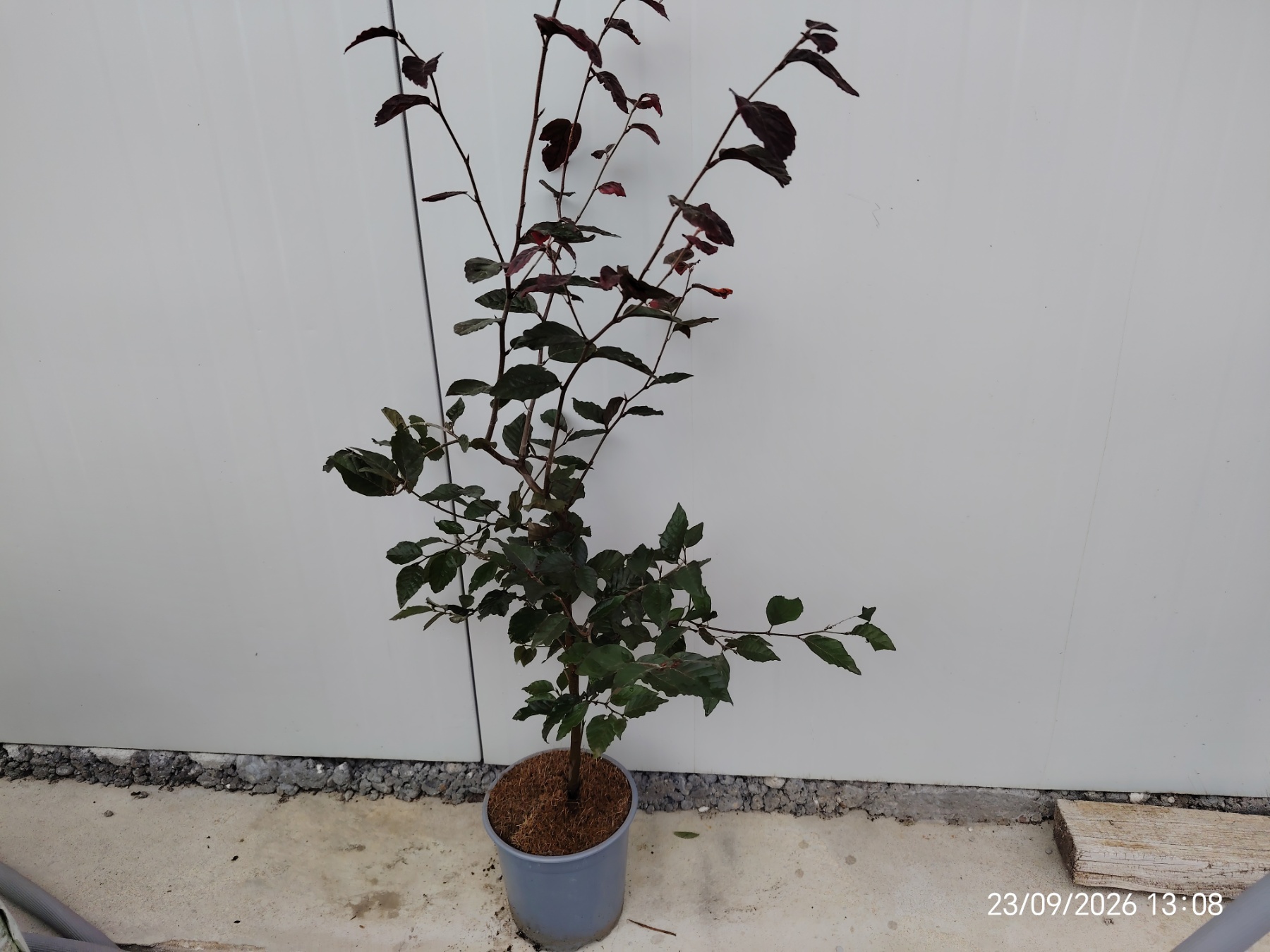 fagus atropunicea