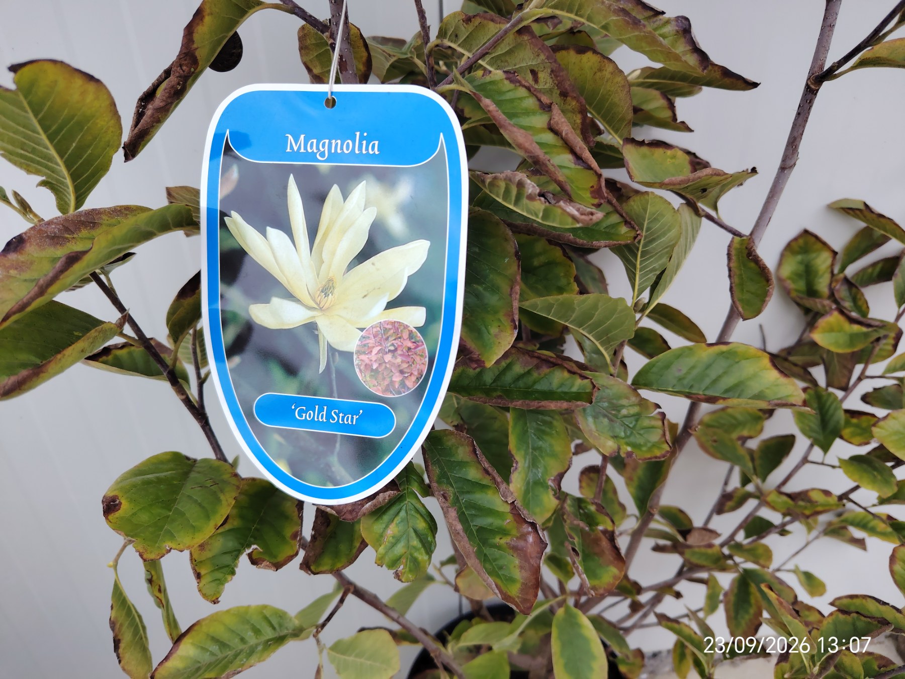 magnolia goldstar