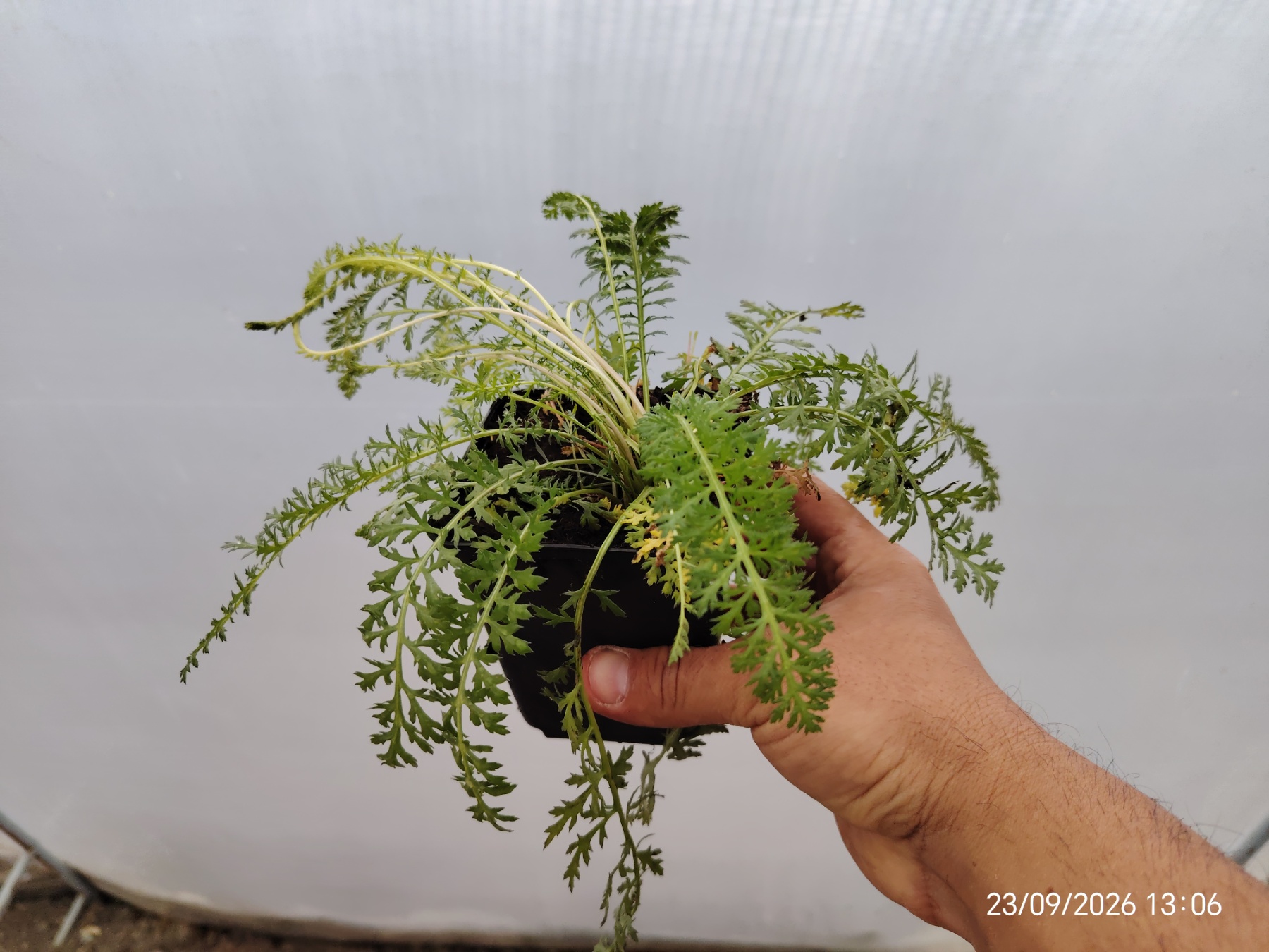achillea