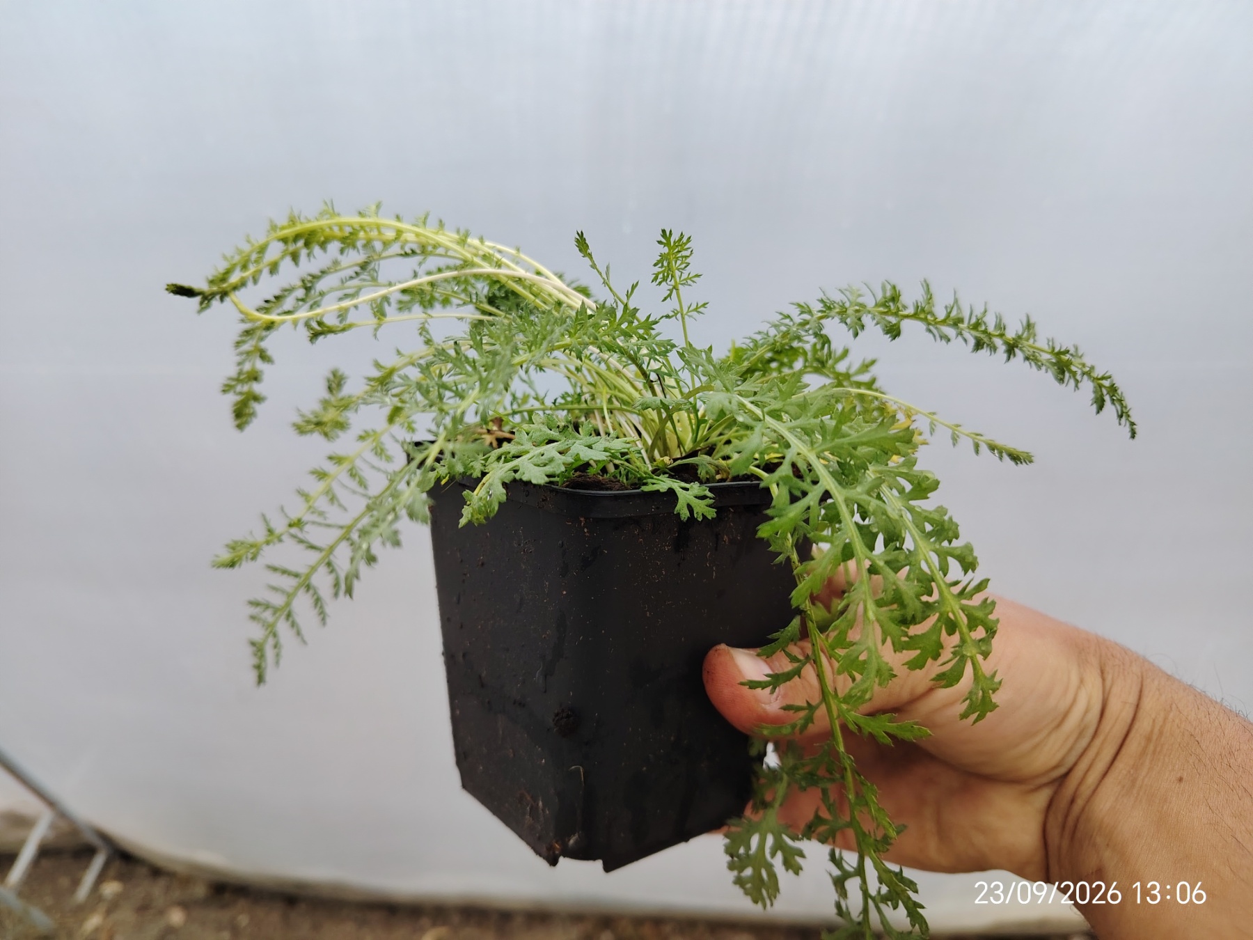 achillea
